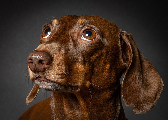 Dachshund-33