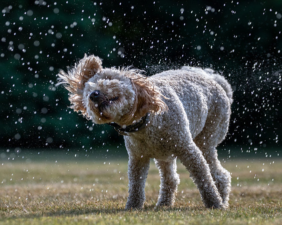 Dogs August 2024-24