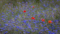 Wildflower Selection-9