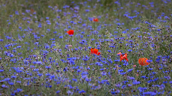 Wildflower Selection-9