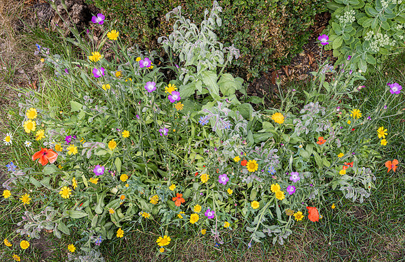 Cookham Wildflowers-3