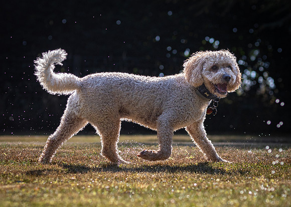 Dogs August 2024-44
