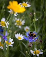 Wildflower Selection-4