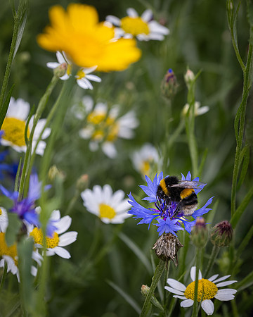 Wildflower Selection-4