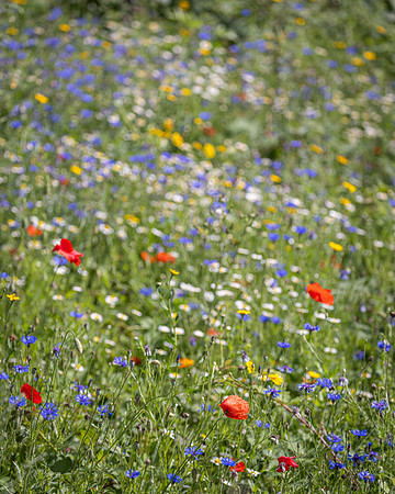 Golf Course Wildflowers-1