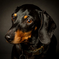 Dachshund-4