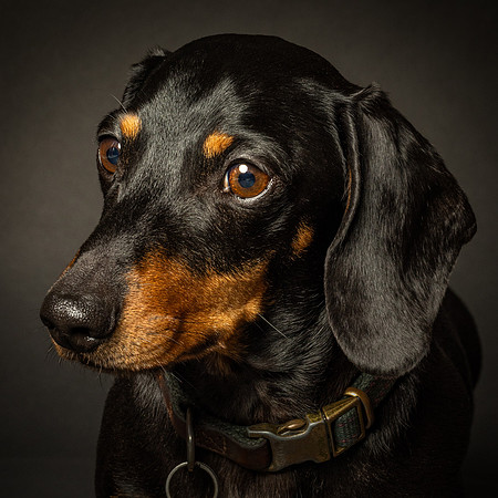 Dachshund-4