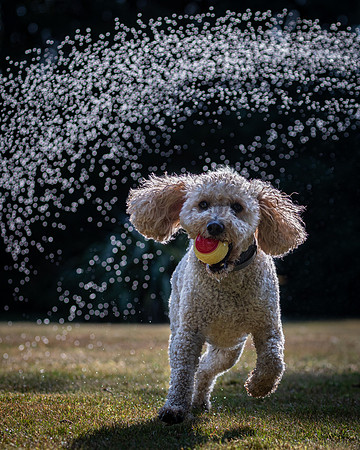 Dogs August 2024-31