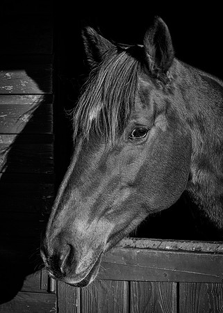 Polo Club-122