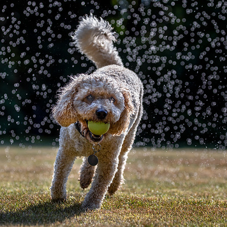 Dogs August 2024-22