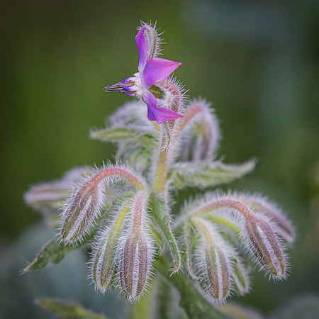 Wildflowers-31