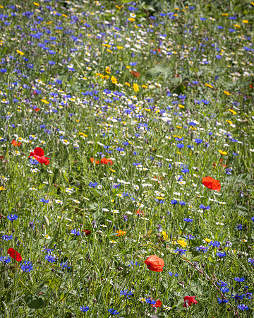 Golf Course Wildflowers-5