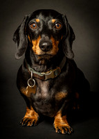 Dachshund-8