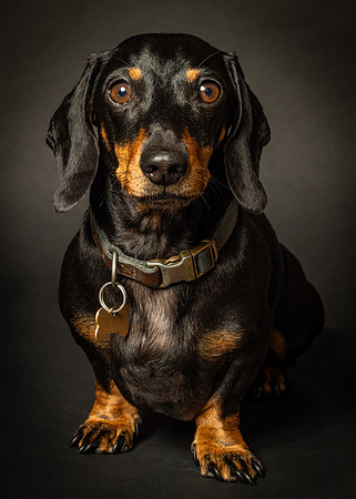 Dachshund-8