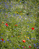 Golf Course Wildflowers-6