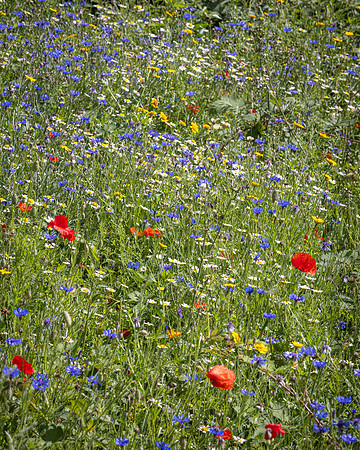 Golf Course Wildflowers-6