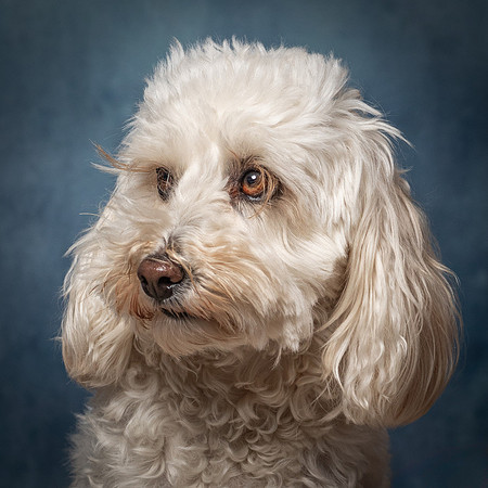 Cookie-16