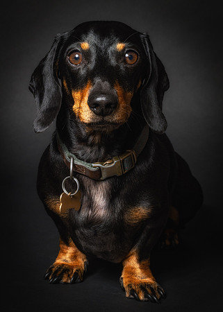 Dachshund-48