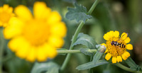Cookham Wildflowers-18