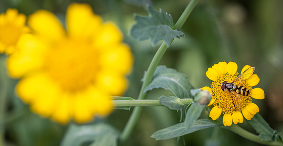 Cookham Wildflowers-18