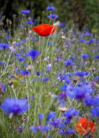 Wildflower Selection-8