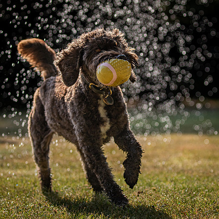 Dogs August 2024-17