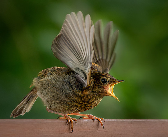 In a flap-2