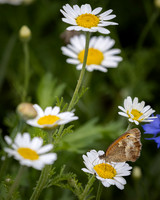 Golf Course Wildflowers-19