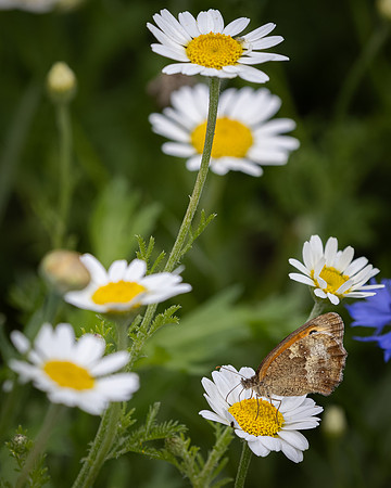 Golf Course Wildflowers-19