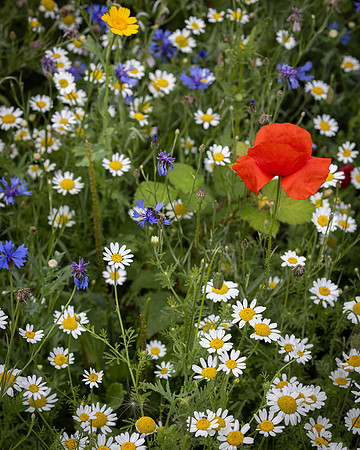 Golf Course Wildflowers-27