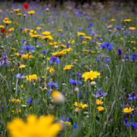 Wildflower Selection-11