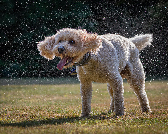 Dogs August 2024-34
