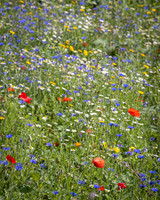 Golf Course Wildflowers-3