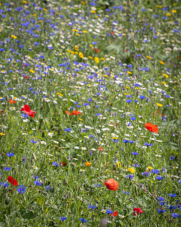Golf Course Wildflowers-3