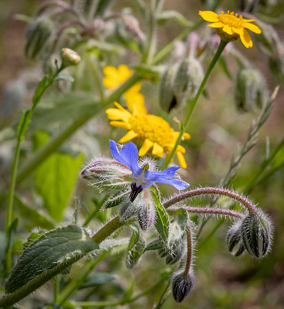 Cookham Wildflowers-52