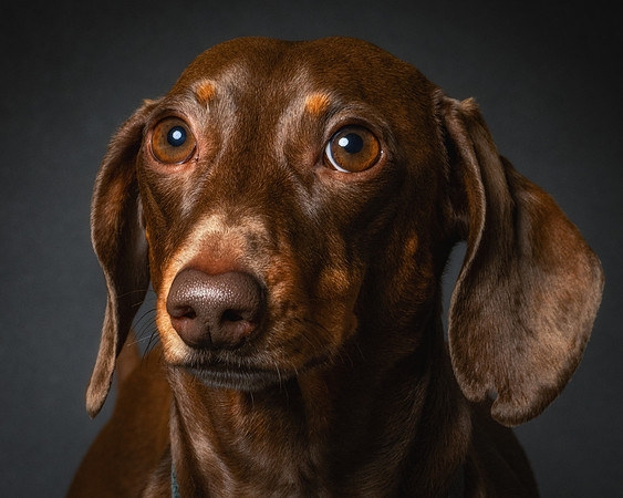 Dachshund-58