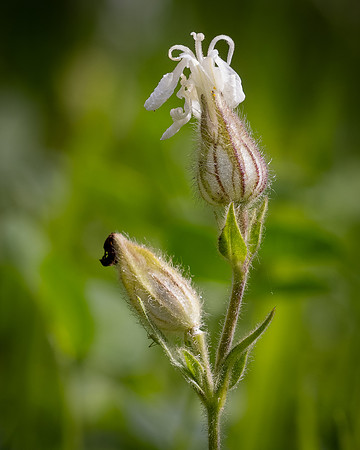 Cookham Wildflowers-43