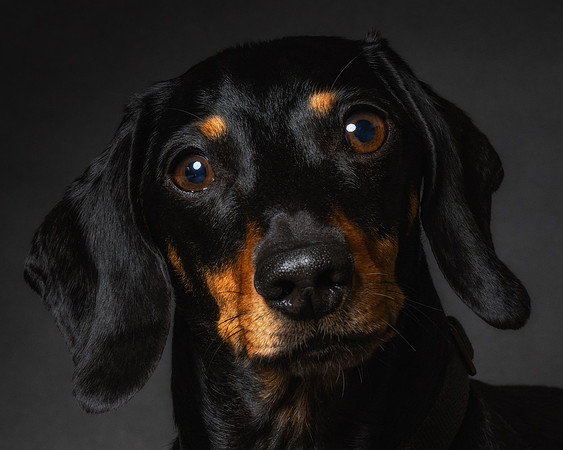 Dachshund-56