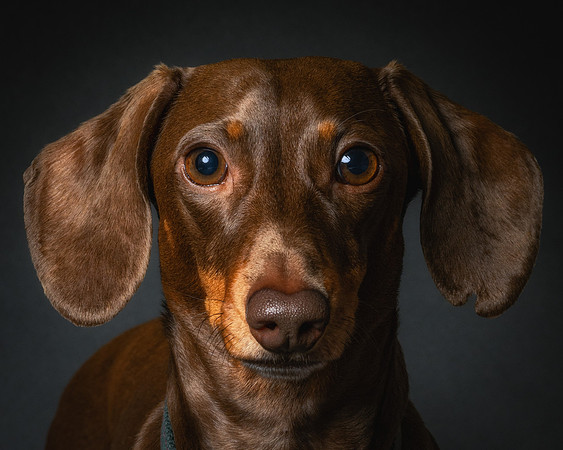 Dachshund-68