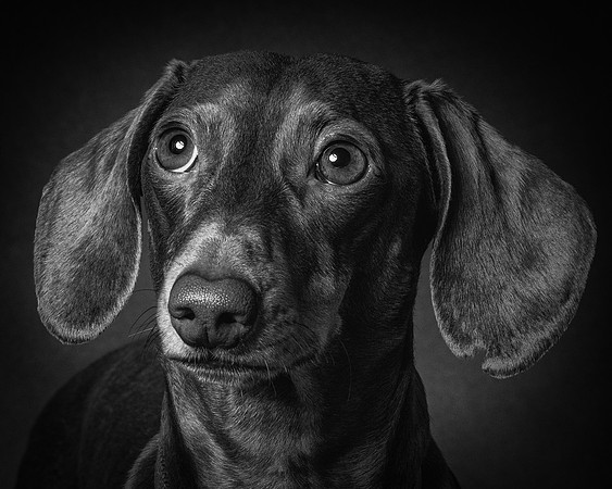 Dachshund-73