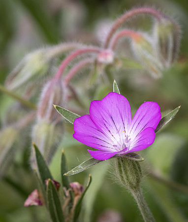 Cookham Wildflowers-23