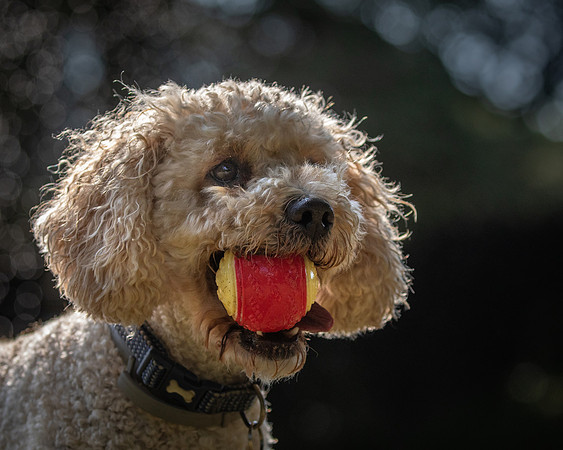 Dogs August 2024-20