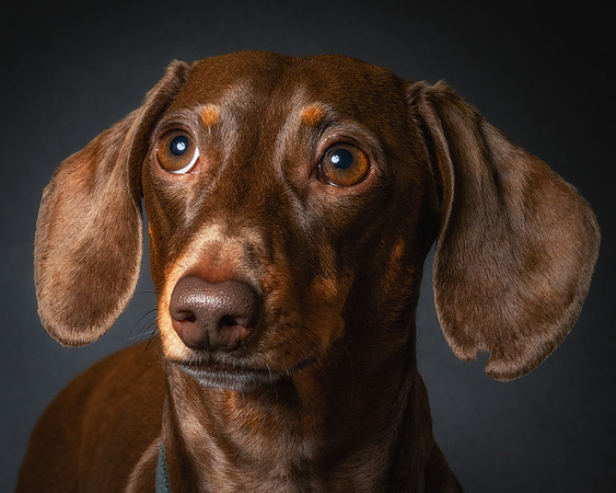 Dachshund-71