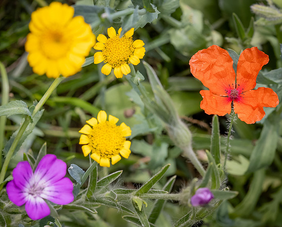 Cookham Wildflowers-51