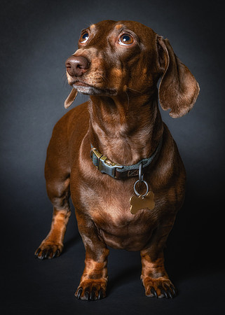 Dachshund-77