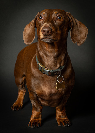 Dachshund-34