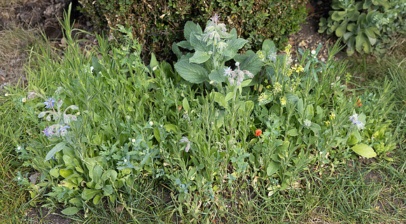 Wildflowers-28