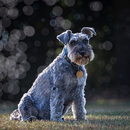 Dogs August 2024-35