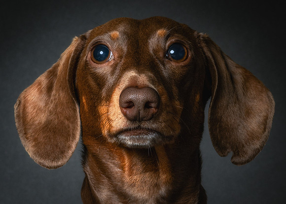 Dachshund-74