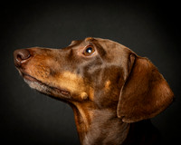 Dachshund-20